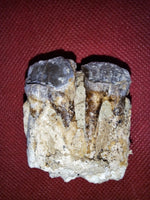 Hyracodon Upper Molars,  Brule Formation