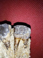 Hyracodon Upper Molars,  Brule Formation