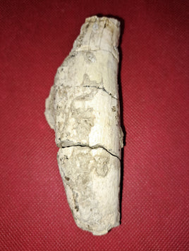 Giant Titanothere Canine Root,  Brule Formation