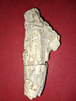 Giant Titanothere Canine Root,  Brule Formation