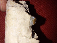 Partial Perchoerus (Peccary/Pig) Snout, Brule Formation