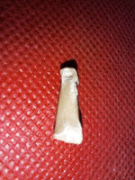 Bathornis (Phorusrhacid) Toe Bone, Brule Formation
