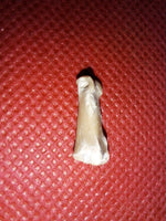 Bathornis (Phorusrhacid) Toe Bone, Brule Formation
