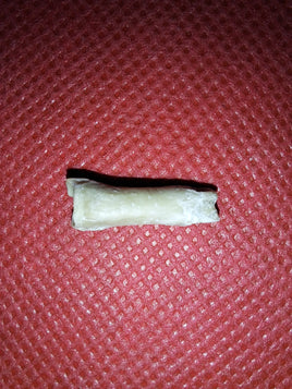 Bathornis (Phorusrhacid) Toe Bone, Brule Formation