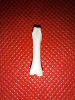 Bathornis(?) (Phorusrhacid) Toe Bone, Brule Formation