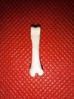 Bathornis(?) (Phorusrhacid) Toe Bone, Brule Formation