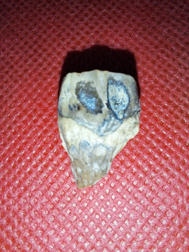 Ceratopsian Tooth, Judith River Formation