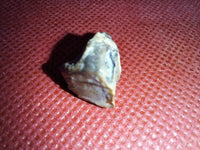 Ceratopsian Tooth, Judith River Formation