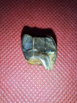 Ceratopsian Tooth, Judith River Formation