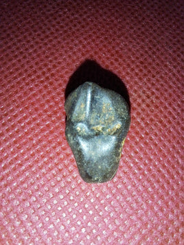 Ceratopsian Tooth, Judith River Formation