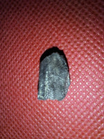 Maiasaura Tooth, Two Medicine Formation