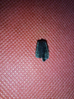 Hadrosaur (Likely Hypacrosaurus) Tooth, Two Medicine Formation