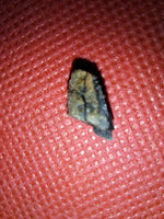 Hadrosaur (Likely Hypacrosaurus) Tooth, Two Medicine Formation