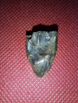 Large Triceratops Tooth