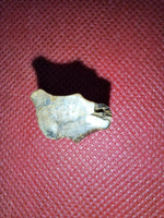 Large Triceratops Tooth