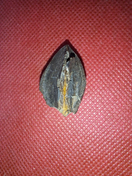 Triceratops Tooth