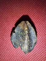 Triceratops Tooth