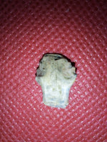 Edmontonia Tooth (Nodosaur)