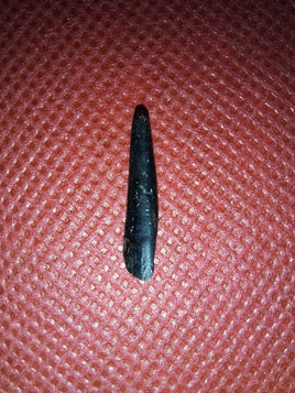 Nigersaurus Tooth with Unworn Tip, Sauropod