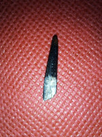 Nigersaurus Tooth with Unworn Tip, Sauropod