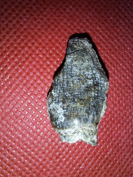 Jobaria Tooth, Mid Jurassic of Africa