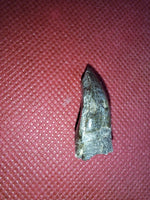 Jobaria Tooth, Mid Jurassic of Africa