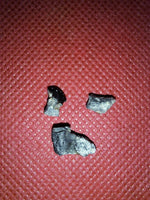 Camarasaurus Tooth Fragments from the Morrison Formation