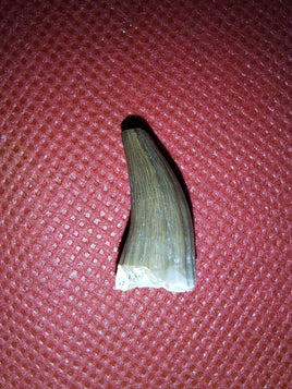 Short Necked Plesiosaur Tooth (Dolichorhynchops?), Kansas Chalk, Cretaceous