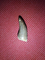 Short Necked Plesiosaur Tooth (Dolichorhynchops?), Kansas Chalk, Cretaceous