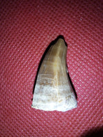 Mosasaur Tooth, Kansas Chalk, Cretaceous