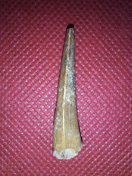 Xiphactinus Pre Max Tooth, Kansas Chalk
