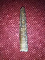Xiphactinus Pre Max Tooth, Kansas Chalk