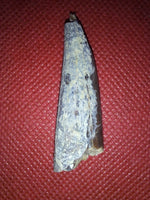 Xiphactinus Tooth, From the Kansas Chalk