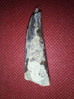Xiphactinus Tooth, From the Kansas Chalk