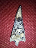 Xiphactinus Tooth, From the Kansas Chalk