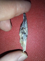 Xiphactinus Tooth, From the Kansas Chalk