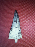 Xiphactinus Tooth, From the Kansas Chalk