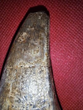 Huge Tyrannosaurus Rex Tooth
