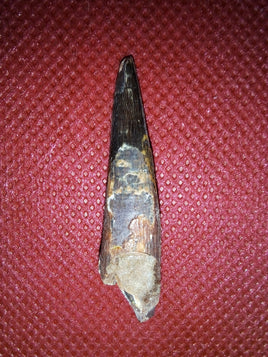 Pterosaur tooth from the Kem Kem beds of Morocco