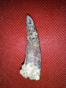 Pterosaur tooth from the Kem Kem beds of Morocco