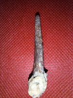 Pterosaur tooth from the Kem Kem beds of Morocco