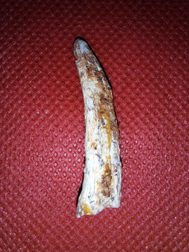Pterosaur tooth from the Kem Kem beds of Morocco