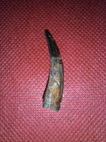Pterosaur tooth from the Kem Kem beds of Morocco