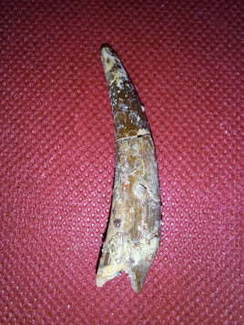 Huge Pterosaur tooth from the Kem Kem beds of Morocco