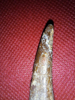 Huge Pterosaur tooth from the Kem Kem beds of Morocco
