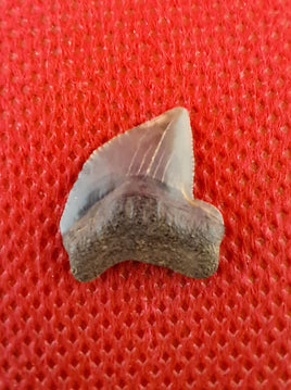 Squalicorax kaupi (Shark Tooth), Cretaceous of Mississippi