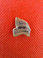 Squalicorax kaupi (Shark Tooth), Cretaceous of Mississippi