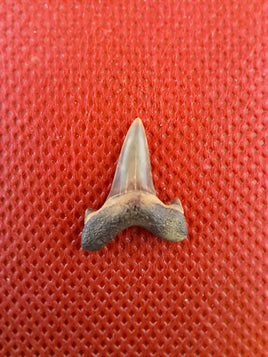 Cretolamna (Shark Tooth), Cretaceous of Mississippi