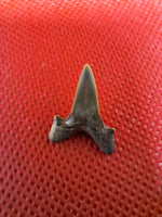 Cretolamna (Shark Tooth), Cretaceous of Mississippi