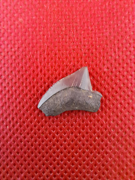 Squalicorax kaupi (Shark Tooth), Cretaceous of Mississippi